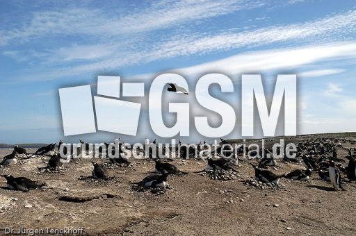 Raubmöve (Skua) (3 von 16).jpg